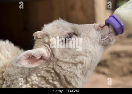 Nahaufnahme eines Lammes gefüttert Milch aus einer Flasche Bayern Deutschland Stockfoto