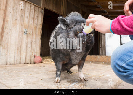 Frau, Fütterung Schwein mit Flasche Bayern Deutschland Stockfoto