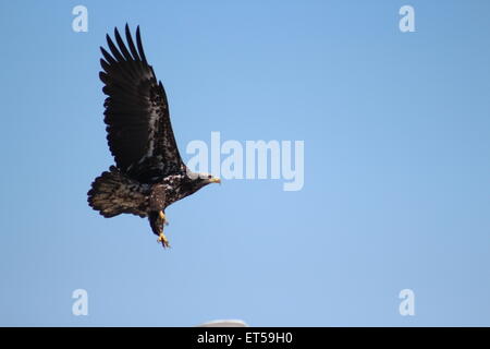 Junge Weißkopfseeadler im Flug nur zu Land, Flügel und Beine, tolle Farben idealer Hintergrund mit klaren, blauen Himmel, Stockfoto