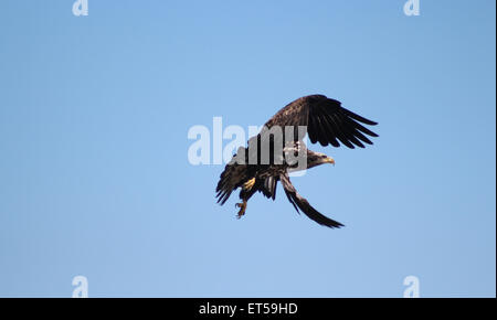 Junge Weißkopfseeadler im Flug kurz vor dem Streik, Flügel und Beine, tolle Farben idealer Hintergrund mit klaren, blauen Himmel, Stockfoto