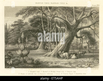 Banyan Tree; Baobab Tree; Camphor Tree; Indien; alte Vintage-Gravur aus dem 19. Jahrhundert Stockfoto