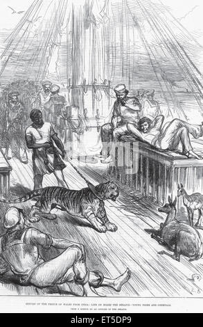 Lizenzgebühren auf Tour Rückkehr des Prinzen von Wales aus Indien Leben an Bord Serapis junge Tiger und Cheetals; Indien Stockfoto