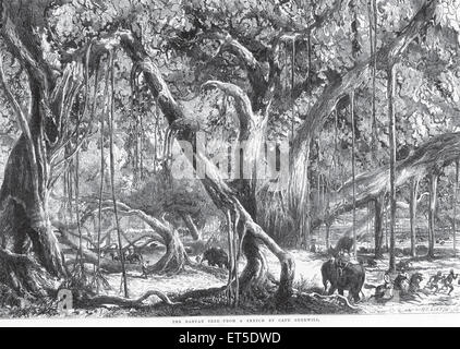 Elefanten und Pferde durchqueren banyan Trees Forest, Indien, Asien, Asien, Asien, Indien, Alte Vintage-Gravur aus dem 19. Jahrhundert Stockfoto