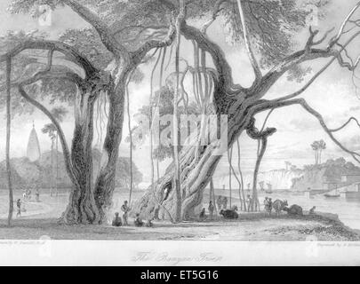 Banyan Trees, Indien, Asien, Asien, Indien, Alte Vintage 1800er Stahlgravur Stockfoto