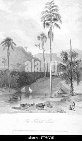 Corypha umbraculifera, Talipot-Palme, Indien, Asien, Asien, Indischer, alter Vintage-Stahlstich aus dem 19. Jahrhundert Stockfoto