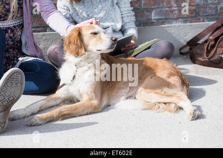 Frau streicheln ihren Hund mit Freund mit digital-Tablette, München, Bayern, Deutschland Stockfoto