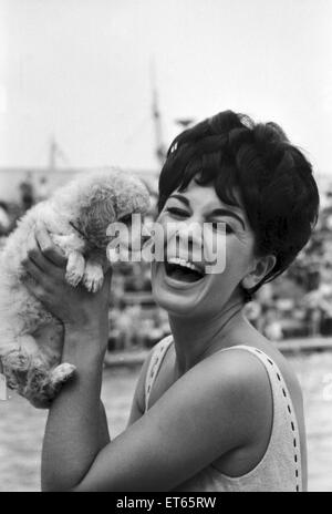 Diane Westbury, 21 aus Cheshire, Hitze Gewinner Miss Great Britain Wettbewerb, Morecambe, 18. August 1965. Abgebildet mit Überraschungs-Geschenk von einem Pudel. Stockfoto