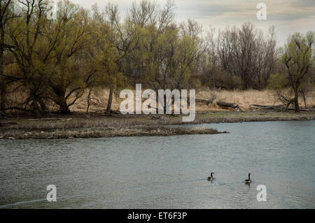 Zwei Kanadagänse in einem ländlichen Minnesota See schwimmen. Stockfoto