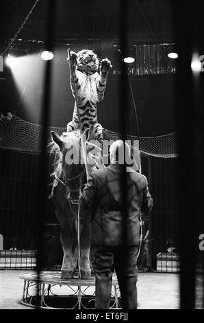 Harry Belli Reiten Tiger Fahrer Sam, ein Pferd in der Belle-Vue-Zirkus. Timmy ist ein ausgewachsener Tiger aus Bengalen die Hauptattraktion im Zirkus. Manchester, 22. Dezember 1969. Stockfoto