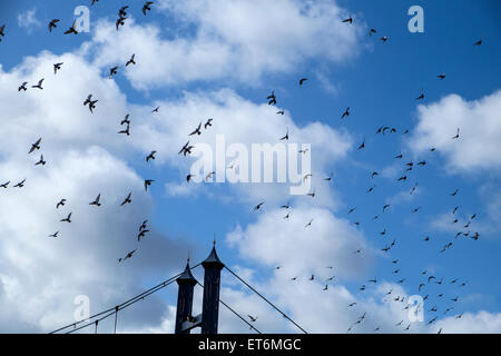 Ein Schwarm Tauben fliegen über eine Hängebrücke Stockfoto