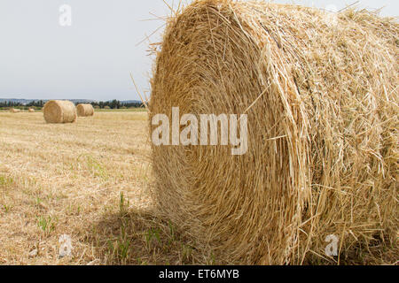 Rundballen Heu in einem Feld in Paphos, Zypern Stockfoto