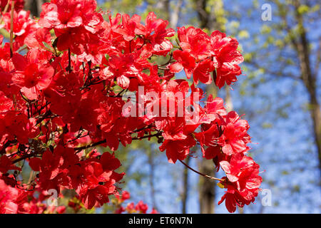 Zweig der Rote Azalee Busch nach Regen. Stockfoto