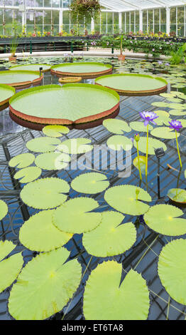 Kew königliche botanische Gärten, Waterlily House - London, UK, Europe Stockfoto