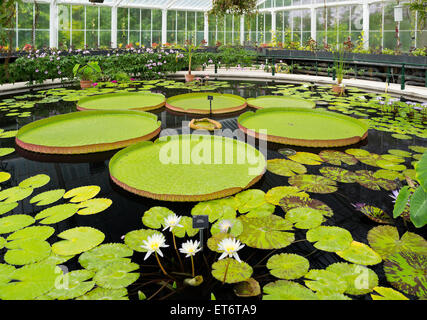 Kew königliche botanische Gärten, Waterlily House - London, UK, Europe Stockfoto