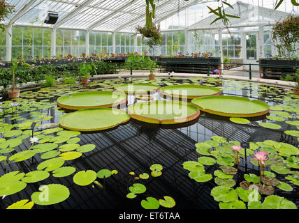 Kew königliche botanische Gärten, Waterlily House - London, UK, Europe Stockfoto