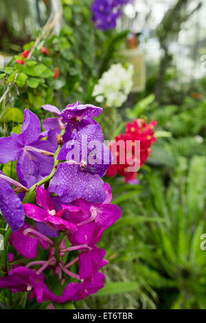 Kew königliche botanische Gärten, Orchideen auf der Princess of Wales Conservatory - London, UK, Europe Stockfoto
