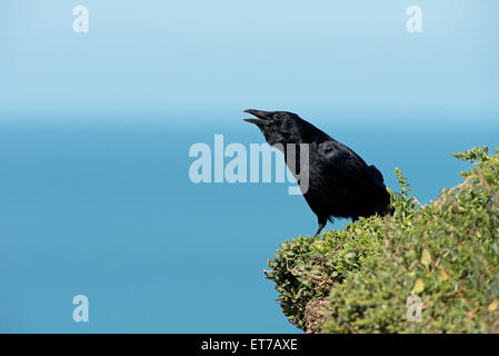 Raven-Corvus Corax Sitzstangen auf Klippe, aufrufen. Frühling. UK Stockfoto