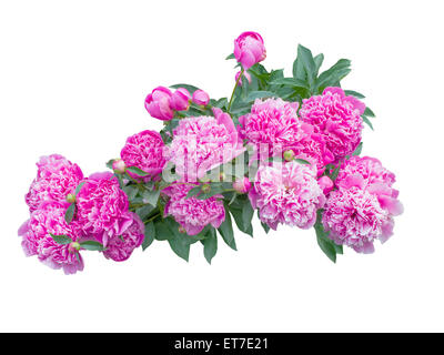 Rosa Pfingstrose Blumen isoliert auf weißem Hintergrund Stockfoto