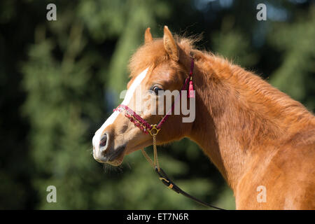 Arabische Stute, Porträt Stockfoto