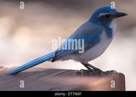 Westlichen Peeling Jay (Aphelocoma Californica), Sequoia Nationalpark, Kalifornien, USA Stockfoto