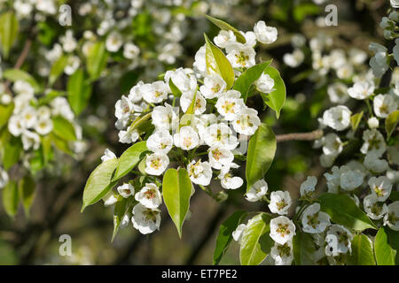 Blühenden europäischen Birnbaum (Pyrus Communis), Wachau, Niederösterreich, Österreich Stockfoto