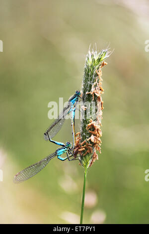 Paarung blau-tailed Libellen (Ischnura Elegans), Männlich oben, Frau unten, Baden-Württemberg, Deutschland Stockfoto