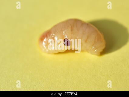 Erwachsene Varroamilbe (Varroa Destructor Sy Jacobsoni), Parasiten auf die Larve einer Biene (Apis Mellifera), Deutschland Stockfoto