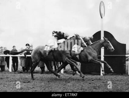 Royal Tan gewinnt durch einen Hals 1954 Grand National von Tudor Linie 10. April 1954 Stockfoto