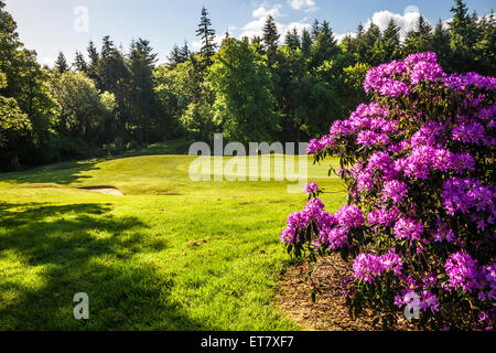 Lila Rhododendron auf dem Golfplatz auf dem Bowood Anwesen in Wiltshire. Stockfoto