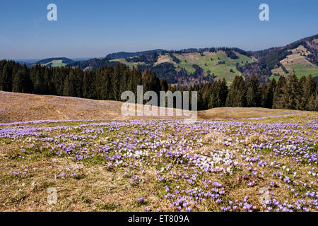 Erhöhte Ansicht von lila Krokus Blüten mit Bergketten im Hintergrund, Hochsiedelalpe, Bayern, Deutschland Stockfoto