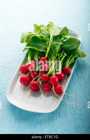 Handvoll frische Radieschen auf blauem Hintergrund Stockfoto