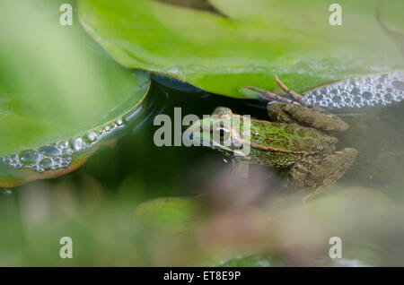 Iberische Wasser Frosch, außer Perezi im Teich Andalusien, Spanien Stockfoto