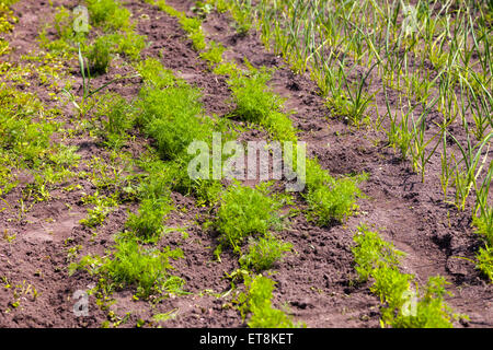 Dill und Knoblauch in einem Gemüsegarten. Stockfoto