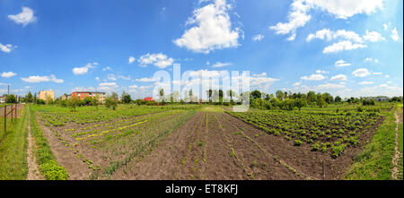 Rüben, Dill und anderes Gemüse in einem Gemüsegarten. Stockfoto