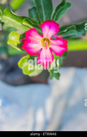 Schöne rosa Blüten auf einem Baum Stockfoto