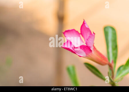 Rosa Blumen blühen auf dem Hintergrund. Stockfoto