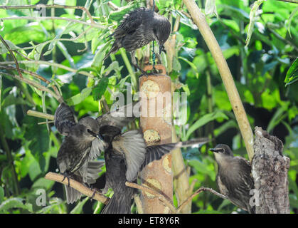 Heathfield, East Sussex, UK.12. Juni 2015.Lovebirds.Starlings an Feeder in Garden Stockfoto