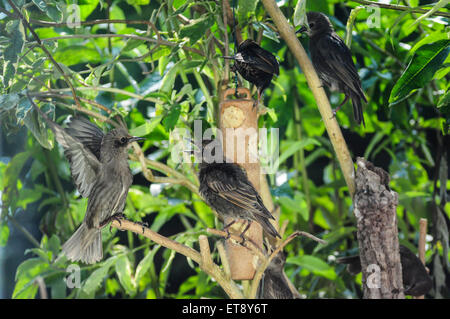 Heathfield, East Sussex, Großbritannien.12. Juni 2015.Starlings at Feeder in Garden Stockfoto