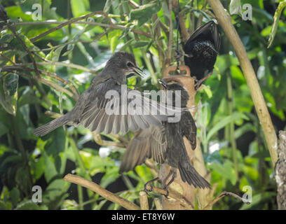 Heathfield, East Sussex, UK.12. Juni 2015.Lovebirds.Starlings an Feeder in Garden Stockfoto