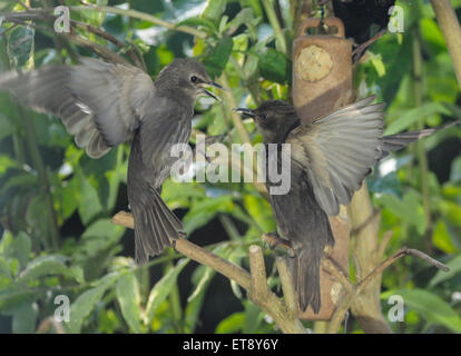 Heathfield, East Sussex, Großbritannien.12. Juni 2015.Starlings at Feeder in Garden. © Stockfoto