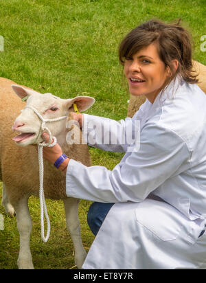 Malvern, Worcestershire, UK. Freitag, 12. Juni 2015. Schafe auf der Royal drei Grafschaften Show zu urteilen. Bildnachweis: Ian Thwaites/Alamy Live-Nachrichten Stockfoto