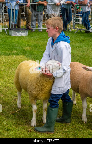 Malvern, Worcestershire, UK. Freitag, 12. Juni 2015. Schafe auf der Royal drei Grafschaften Show zu urteilen. Bildnachweis: Ian Thwaites/Alamy Live-Nachrichten Stockfoto