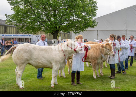 Malvern, Worcestershire, UK. Freitag, 12. Juni 2015.  Blonde Haupträumen Beurteilung im Royal drei Grafschaften zeigen Credit: Ian Thwaites/Alamy Live-Nachrichten Stockfoto