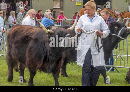 Malvern, Worcestershire, UK. Freitag, 12. Juni 2015.  Hochlandrinder beurteilt bei den Royal drei Landkreisen zeigen Credit: Ian Thwaites/Alamy Live News Stockfoto