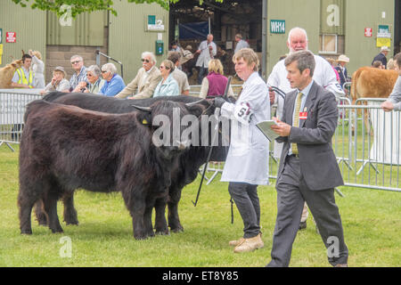 Malvern, Worcestershire, UK. Freitag, 12. Juni 2015.  Hochlandrinder beurteilt bei den Royal drei Landkreisen zeigen Credit: Ian Thwaites/Alamy Live News Stockfoto