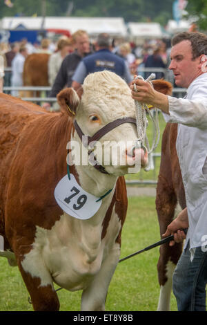 Malvern, Worcestershire, UK. Freitag, 12. Juni 2015.  Hereford-Rinder beurteilt bei Royal drei Grafschaften zeigen Credit: Ian Thwaites/Alamy Live News Stockfoto