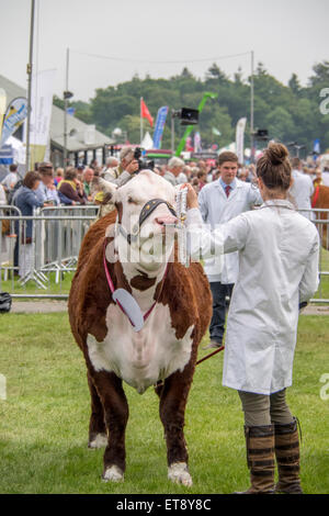 Malvern, Worcestershire, UK. Freitag, 12. Juni 2015.  Hereford-Rinder beurteilt bei Royal drei Grafschaften zeigen Credit: Ian Thwaites/Alamy Live News Stockfoto