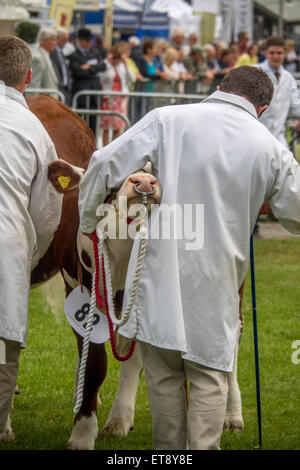 Malvern, Worcestershire, UK. Freitag, 12. Juni 2015.  Hereford-Rinder beurteilt bei Royal drei Grafschaften zeigen Credit: Ian Thwaites/Alamy Live News Stockfoto