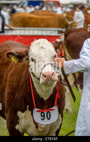 Malvern, Worcestershire, UK. Freitag, 12. Juni 2015.  Hereford-Rinder beurteilt bei Royal drei Grafschaften zeigen Credit: Ian Thwaites/Alamy Live News Stockfoto