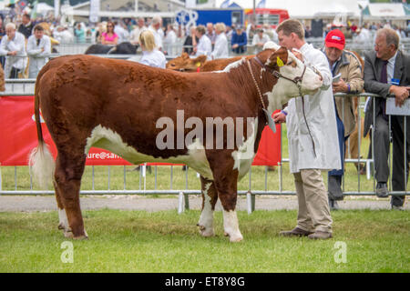 Malvern, Worcestershire, UK. Freitag, 12. Juni 2015.  Hereford-Rinder beurteilt bei Royal drei Grafschaften zeigen Credit: Ian Thwaites/Alamy Live News Stockfoto